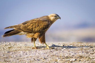 Yırtıcı kuş. Doğa arka planı. Kuş: uzun bacaklı şahin. Vahşi doğa sahnesi.