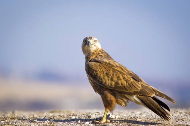 Yırtıcı kuş. Şahin. Sarı doğa arka planı. Kuş: Uzun bacaklı Şahin. Buteo rufinus.