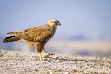 Yırtıcı kuş. Şahin. Sarı doğa arka planı. Kuş: Uzun bacaklı Şahin. Buteo rufinus.