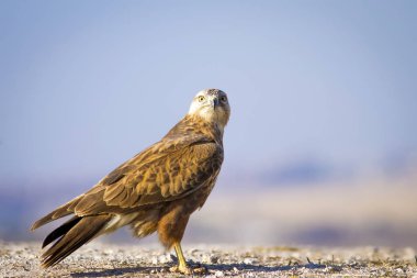Yırtıcı kuş. Şahin. Sarı doğa arka planı. Kuş: Uzun bacaklı Şahin. Buteo rufinus.