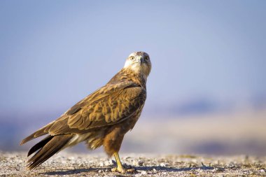 Yırtıcı kuş. Şahin. Sarı doğa arka planı. Kuş: Uzun bacaklı Şahin. Buteo rufinus.