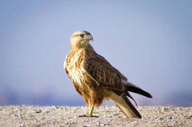 Yırtıcı kuş. Şahin. Sarı doğa arka planı. Kuş: Uzun bacaklı Şahin. Buteo rufinus.