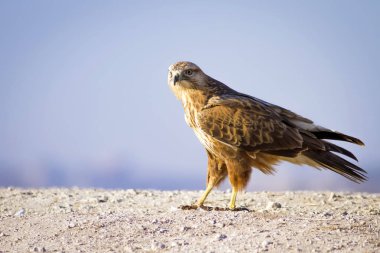 Yırtıcı kuş. Şahin. Sarı doğa arka planı. Kuş: Uzun bacaklı Şahin. Buteo rufinus.