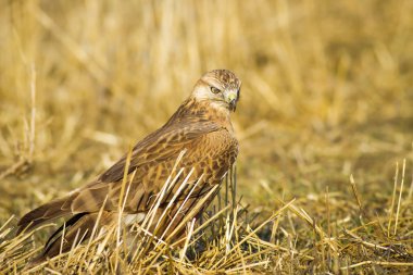 Yırtıcı kuş. Şahin. Sarı doğa arka planı. Kuş: Uzun bacaklı Şahin. Buteo rufinus.