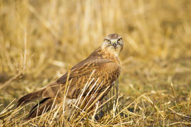 Yırtıcı kuş. Şahin. Sarı doğa arka planı. Kuş: Uzun bacaklı Şahin. Buteo rufinus.