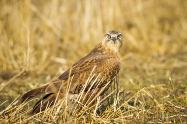 Yırtıcı kuş. Şahin. Sarı doğa arka planı. Kuş: Uzun bacaklı Şahin. Buteo rufinus.
