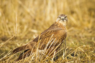 Yırtıcı kuş. Şahin. Sarı doğa arka planı. Kuş: Uzun bacaklı Şahin. Buteo rufinus.