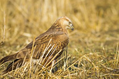 Yırtıcı kuş. Şahin. Sarı doğa arka planı. Kuş: Uzun bacaklı Şahin. Buteo rufinus.