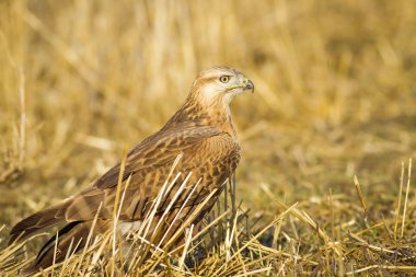 Yırtıcı kuş. Şahin. Sarı doğa arka planı. Kuş: Uzun bacaklı Şahin. Buteo rufinus.