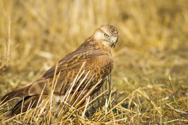 Yırtıcı kuş. Şahin. Sarı doğa arka planı. Kuş: Uzun bacaklı Şahin. Buteo rufinus.