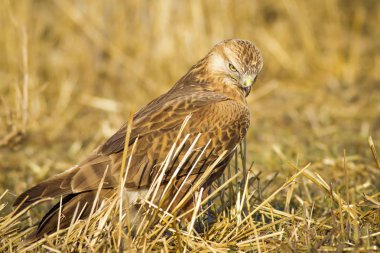 Yırtıcı kuş. Şahin. Sarı doğa arka planı. Kuş: Uzun bacaklı Şahin. Buteo rufinus.