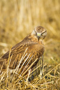 Yırtıcı kuş. Şahin. Sarı doğa arka planı. Kuş: Uzun bacaklı Şahin. Buteo rufinus.