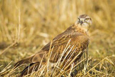 Yırtıcı kuş. Şahin. Sarı doğa arka planı. Kuş: Uzun bacaklı Şahin. Buteo rufinus.