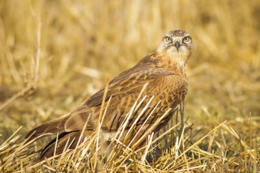 Yırtıcı kuş. Şahin. Sarı doğa arka planı. Kuş: Uzun bacaklı Şahin. Buteo rufinus.