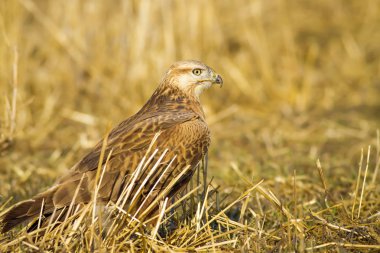 Yırtıcı kuş. Şahin. Sarı doğa arka planı. Kuş: Uzun bacaklı Şahin. Buteo rufinus.