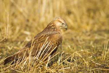 Yırtıcı kuş. Şahin. Sarı doğa arka planı. Kuş: Uzun bacaklı Şahin. Buteo rufinus.