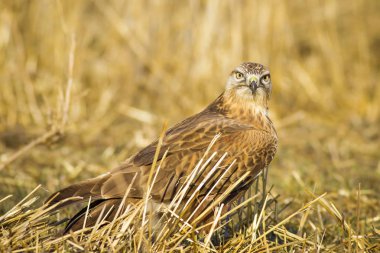 Yırtıcı kuş. Şahin. Sarı doğa arka planı. Kuş: Uzun bacaklı Şahin. Buteo rufinus.