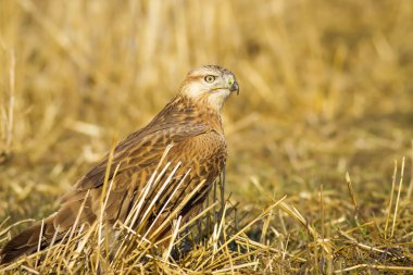 Yırtıcı kuş. Şahin. Sarı doğa arka planı. Kuş: Uzun bacaklı Şahin. Buteo rufinus.