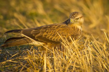 Yırtıcı kuş. Şahin. Sarı doğa arka planı. Kuş: Uzun bacaklı Şahin. Buteo rufinus.