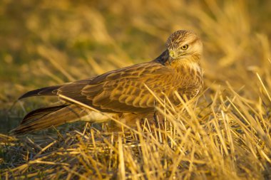 Yırtıcı kuş. Şahin. Sarı doğa arka planı. Kuş: Uzun bacaklı Şahin. Buteo rufinus.