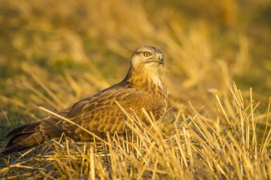 Yırtıcı kuş. Şahin. Sarı doğa arka planı. Kuş: Uzun bacaklı Şahin. Buteo rufinus.