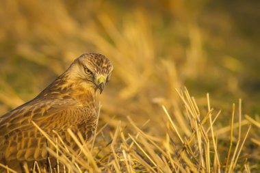 Yırtıcı kuş. Şahin. Sarı doğa arka planı. Kuş: Uzun bacaklı Şahin. Buteo rufinus.