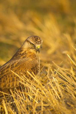 Yırtıcı kuş. Şahin. Sarı doğa arka planı. Kuş: Uzun bacaklı Şahin. Buteo rufinus.
