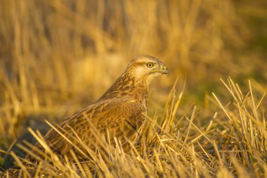 Yırtıcı kuş. Şahin. Sarı doğa arka planı. Kuş: Uzun bacaklı Şahin. Buteo rufinus.