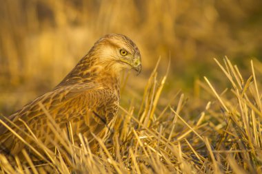 Yırtıcı kuş. Şahin. Sarı doğa arka planı. Kuş: Uzun bacaklı Şahin. Buteo rufinus.
