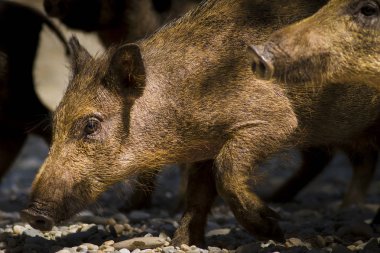Yaban domuzu. Orman doğa arka plan.