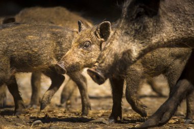 Yaban domuzu. Orman doğa arka plan.