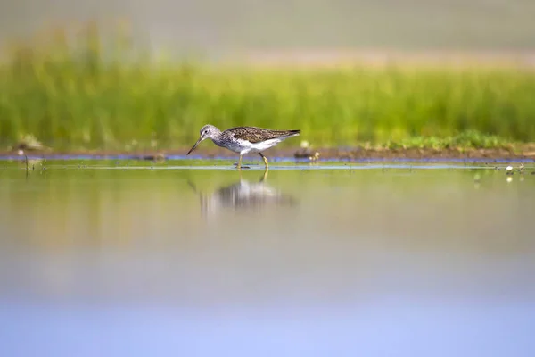 Wasser Und Vögel Vogelleben Wasser Natur Lebensraum Hintergrund — Stockfoto