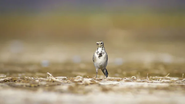 Wasser Und Vögel Vogelleben Wasser Natur Lebensraum Hintergrund — Stockfoto