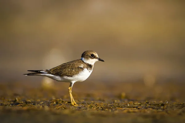 Cute little bird. Nature water habitat background. Bird: Little Ringed Plover. Charadrius dubius.