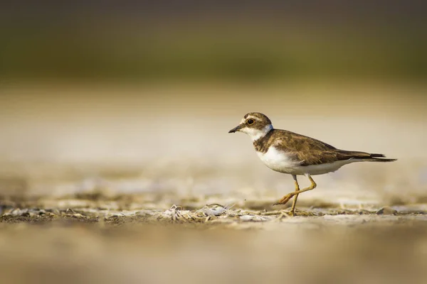 Que Passarinho Giro Natureza Fundo Habitat Água Pássaro Pequeno Plover — Fotografia de Stock