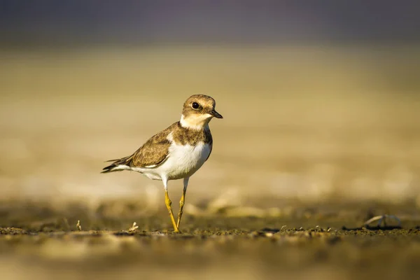 Que Passarinho Giro Natureza Fundo Habitat Água Pássaro Pequeno Plover — Fotografia de Stock