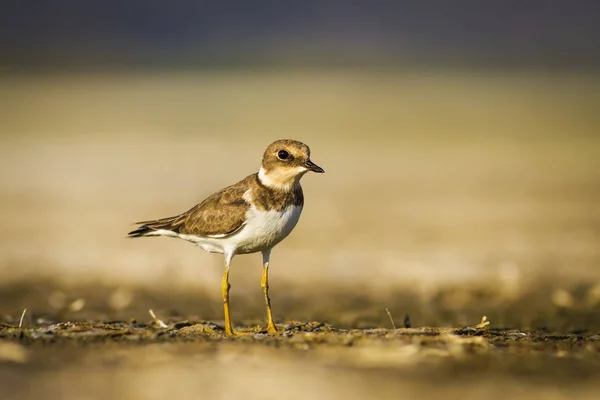 Que Passarinho Giro Natureza Fundo Habitat Água Pássaro Pequeno Plover — Fotografia de Stock