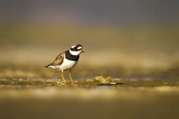 Joli Petit Oiseau Nature Habitat Eau Fond Oiseau Petit Pluvier — Photo