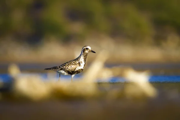 Plover Dourado Fundo Natureza Das Zonas Húmidas Bird European Golden — Fotografia de Stock