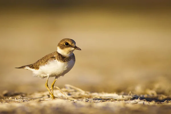 Cute little bird. Nature water habitat background. Bird: Little Ringed Plover. Charadrius dubius.