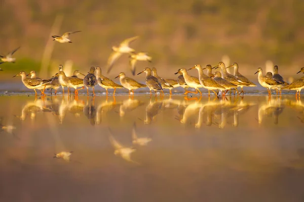 Wasser Und Vögel Vogelleben Wasser Natur Lebensraum Hintergrund — Stockfoto
