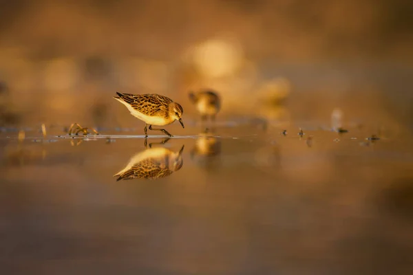 Eau Oiseaux Vie Des Oiseaux Eau Nature Habitat Fond — Photo