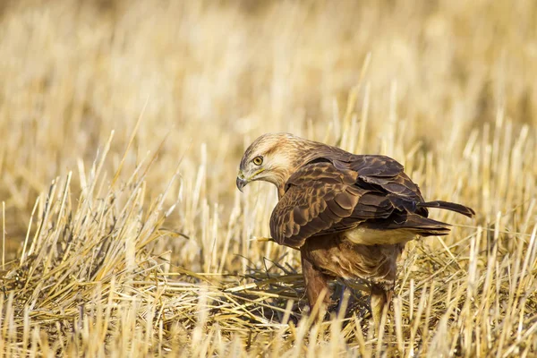 Yırtıcı kuş. Doğa arka planı. Kuş: uzun bacaklı şahin. Vahşi doğa sahnesi.