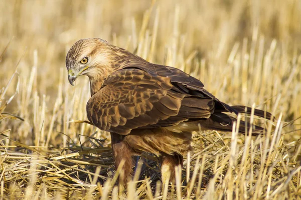 Yırtıcı kuş. Doğa arka planı. Kuş: uzun bacaklı şahin. Vahşi doğa sahnesi.