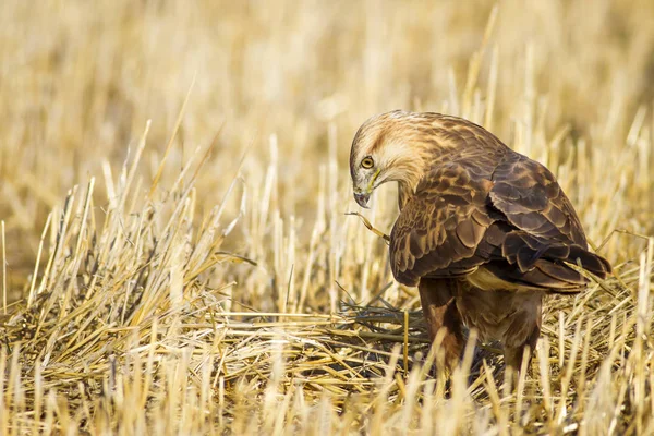 Yırtıcı kuş. Doğa arka planı. Kuş: uzun bacaklı şahin. Vahşi doğa sahnesi.