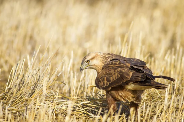 Greifvogel Natur Hintergrund Vogel Langbeiniger Mäusebussard Wilde Naturszene — Stockfoto