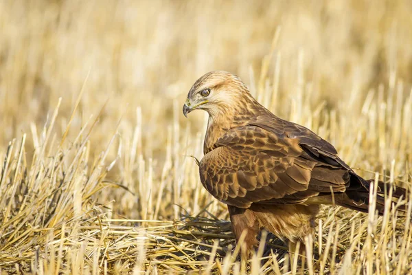 Yırtıcı kuş. Doğa arka planı. Kuş: uzun bacaklı şahin. Vahşi doğa sahnesi.