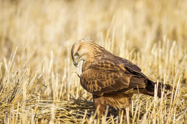 Yırtıcı kuş. Şahin. Sarı doğa arka planı. Kuş: Uzun bacaklı Şahin. Buteo rufinus.