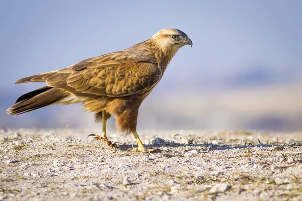 Yırtıcı kuş. Şahin. Sarı doğa arka planı. Kuş: Uzun bacaklı Şahin. Buteo rufinus.