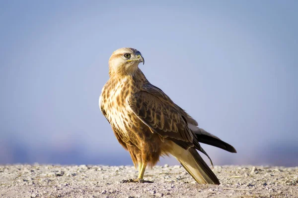Yırtıcı kuş. Şahin. Sarı doğa arka planı. Kuş: Uzun bacaklı Şahin. Buteo rufinus.